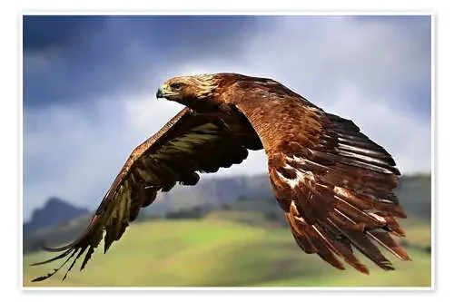 Golden Eagle de Jörg Gamroth