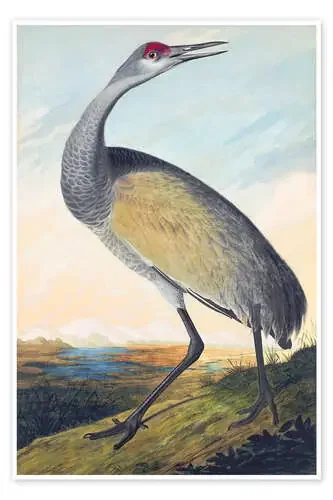 Grúa de Canadá de John James Audubon Master Collection