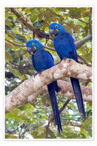 Guacamayos jacinto en el árbol de Ken Archer Danita Delimont