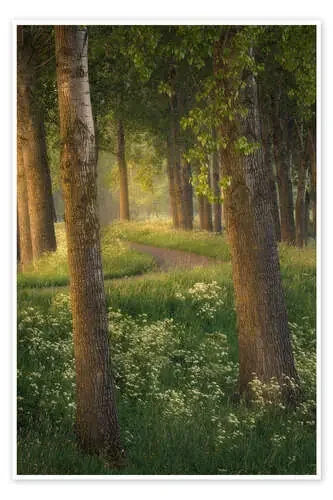 Hermosa luz en un bosque cerca de Breda en los Países Bajos de Jos Pannekoek