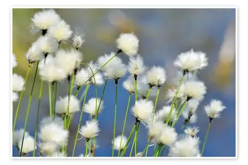 Hierba de algodón Scheidiges floreciente de NLBFoto imageBROKER