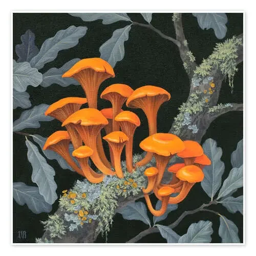 Hongos de Vasilisa Romanenko