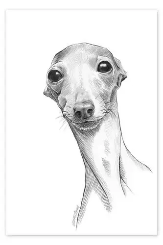 Italian greyhound de EDrawings38