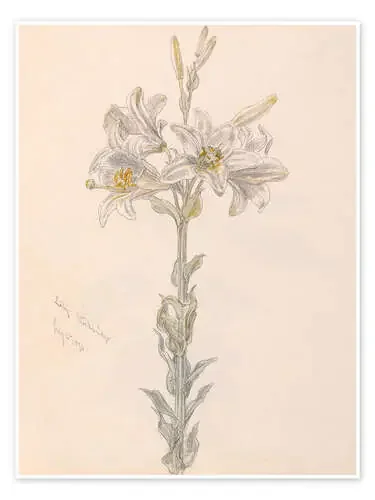 Lily de Samuel Colman akg-images
