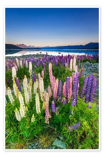 Lupino en el lago Tekapo de Russ Bishop Danita Delimont