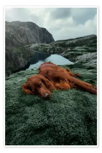 Moss Mountain de The secret life of Troja