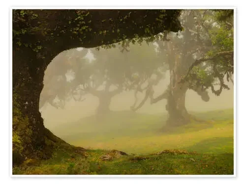 Niebla sobre el bosque de laurel de Fanal, Madeira de Jos Pannekoek