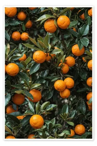 Oranges de Simon Metacci