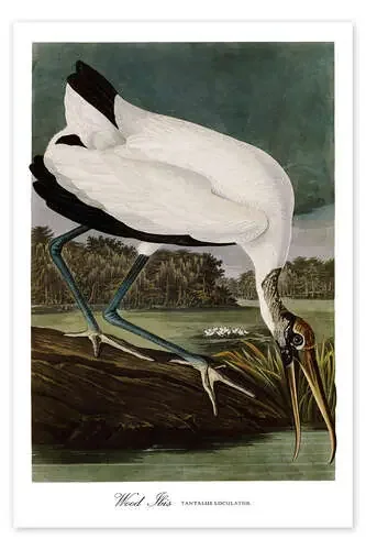 Pájaro ibis de John James Audubon Master Collection