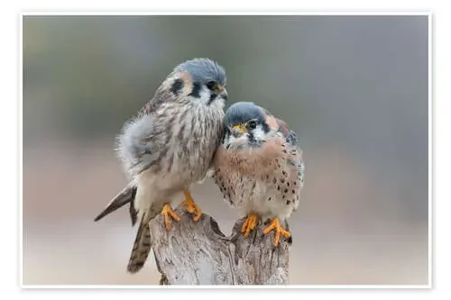 Pájaros del amor de Nick Kalathas 1x