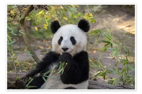 Panda Gigante II de Jürgen & Christine Sohns imageBROKER