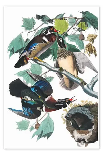 Pato nupcial de John James Audubon Master Collection