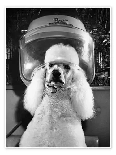 Poodle Perm de M. E. Browning Science Source