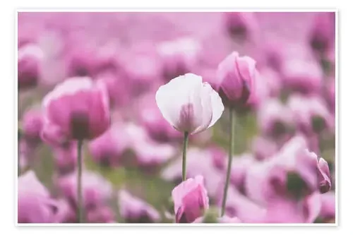 Poppies in a pink summer field de Martina Cross