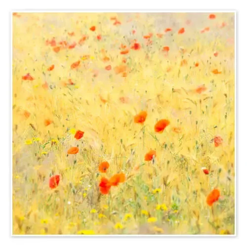 Poppy flowers blowing in the wind de Jos Pannekoek