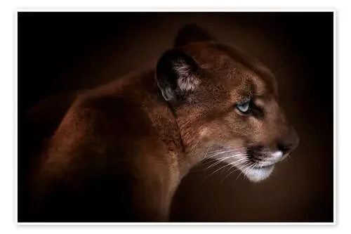 Puma de Doris Reindl 1x