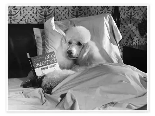 Reading Poodle de M. E. Browning Science Source