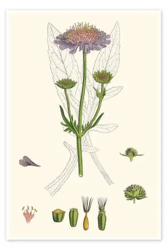 Scabiosa Arvensis – Field Scabious de Liszt Collection Bridgeman Images