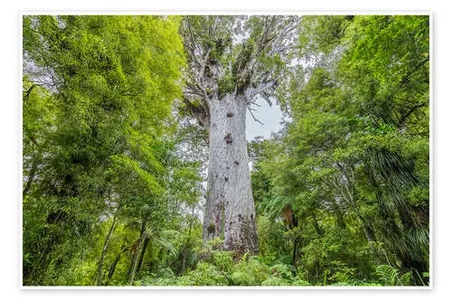 Tane Mahuta, árbol Kauri gigante de Thomas Hagenau