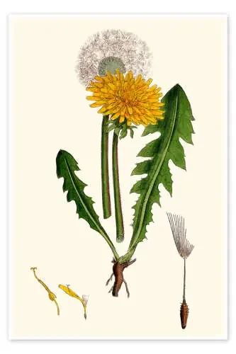 Taraxacum Officinale Var. Genuinum (Common Dandelion) de Liszt Collection Bridgeman Images