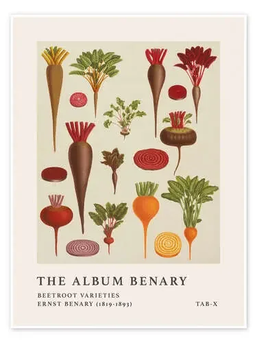 The Album Benary – Beetroot Varieties de Ernst Benary akg-images