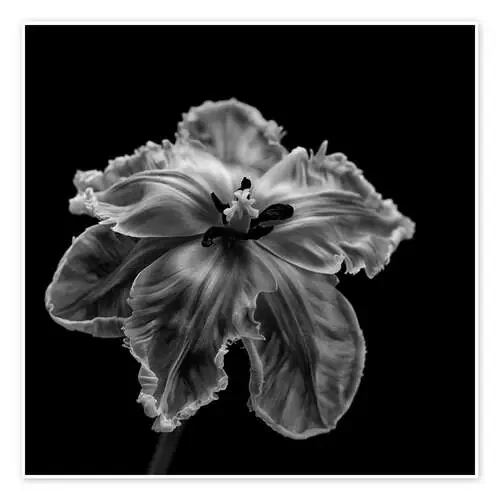 Tulipán del loro de Lotte Grønkjær 1x