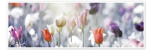 Tulipanes en colores pastel de Lichtspielart