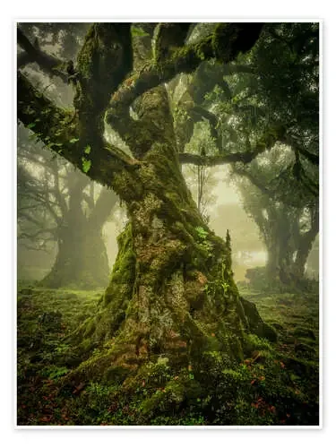 Viejo árbol retorcido de Verdera